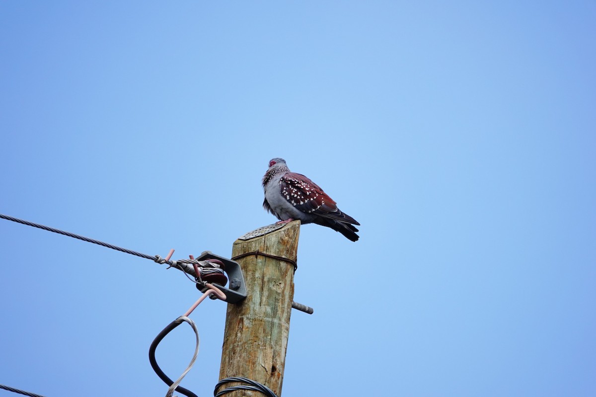Speckled Pigeon - ML642055100