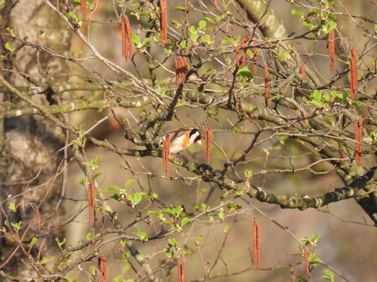 European Goldfinch - ML642055103