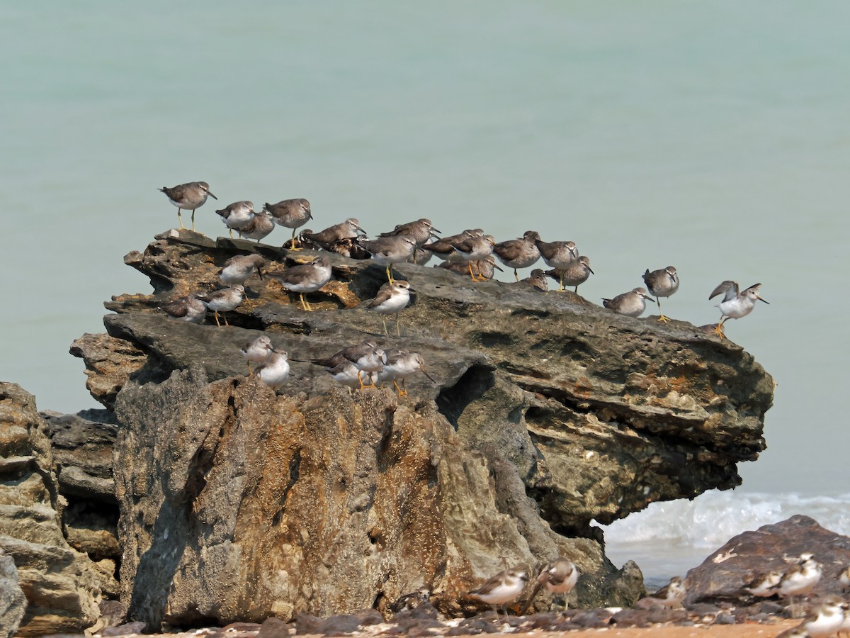 Gray-tailed Tattler - ML642055104