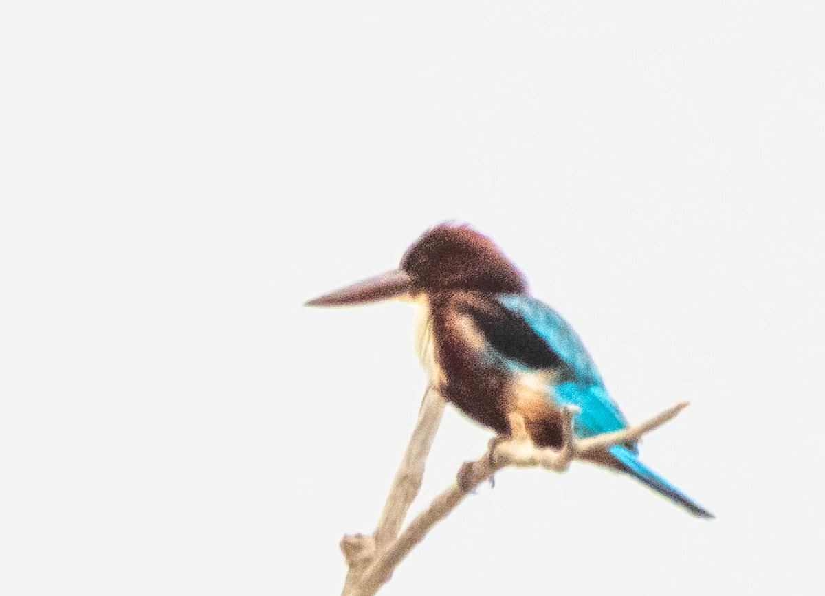 White-throated Kingfisher - ML642055106