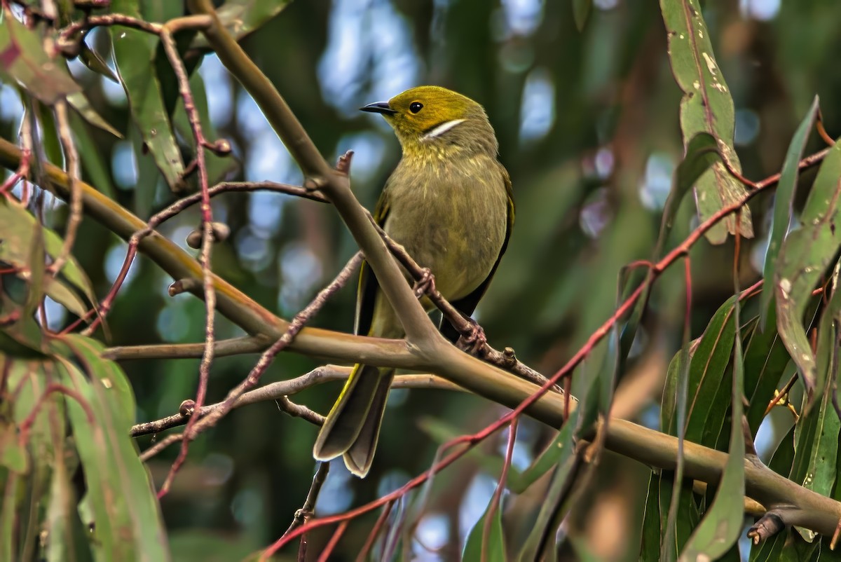 White-plumed Honeyeater - ML642055110
