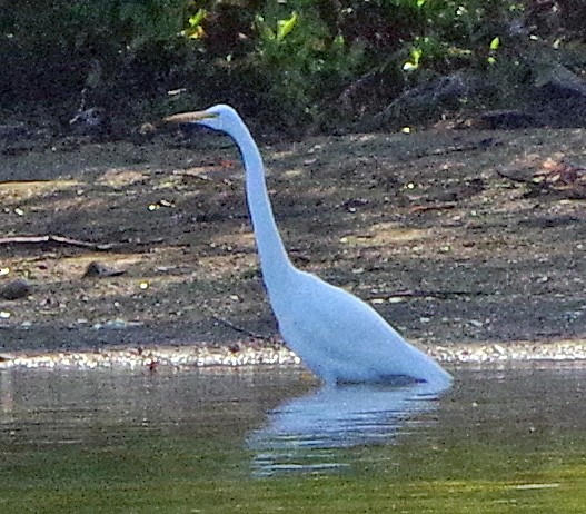 Great Egret - ML642055115