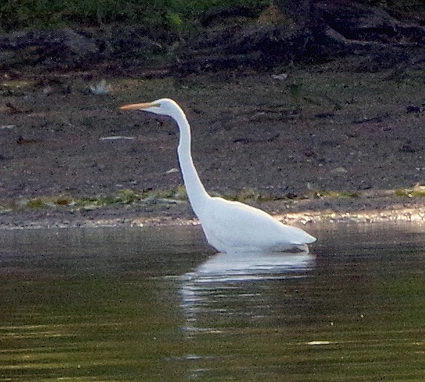 Great Egret - ML642055116