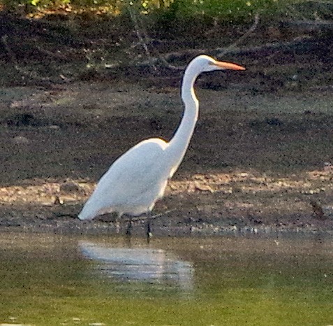 Great Egret - ML642055117
