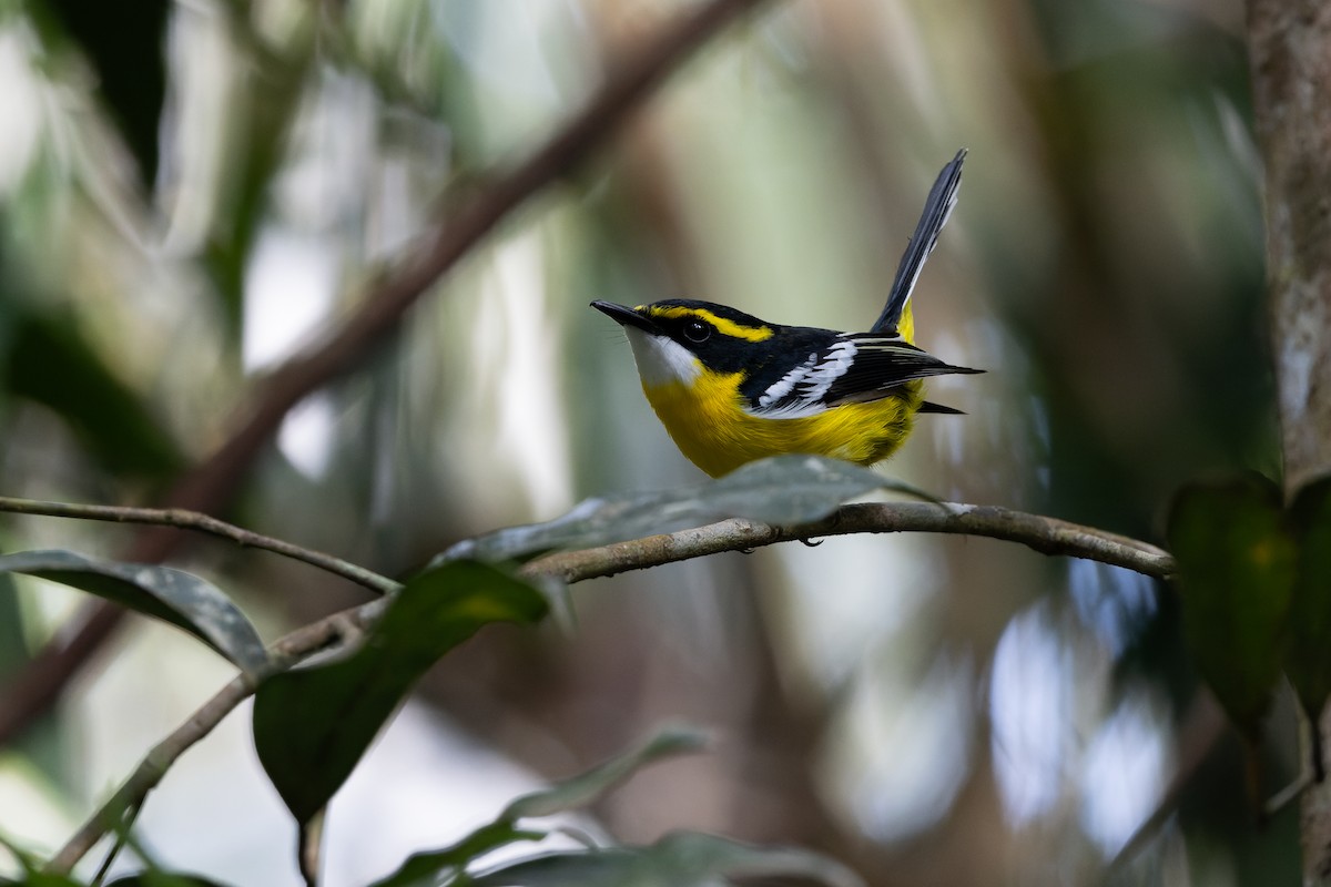 Yellow-breasted Boatbill - ML642055119