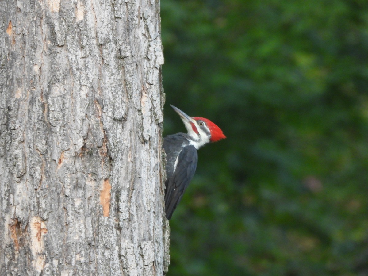 Pileated Woodpecker - ML642055121