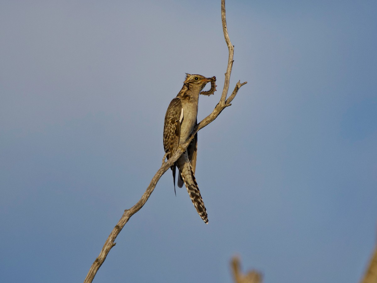 Pallid Cuckoo - ML642055123