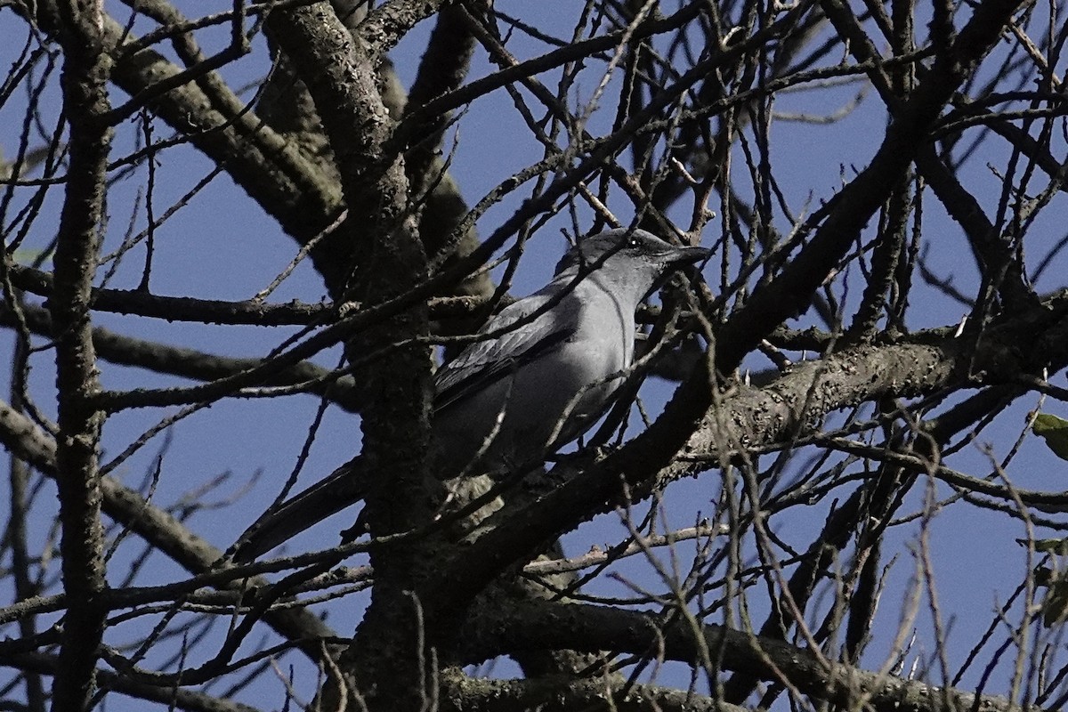 Sunda Cuckooshrike - ML642055124