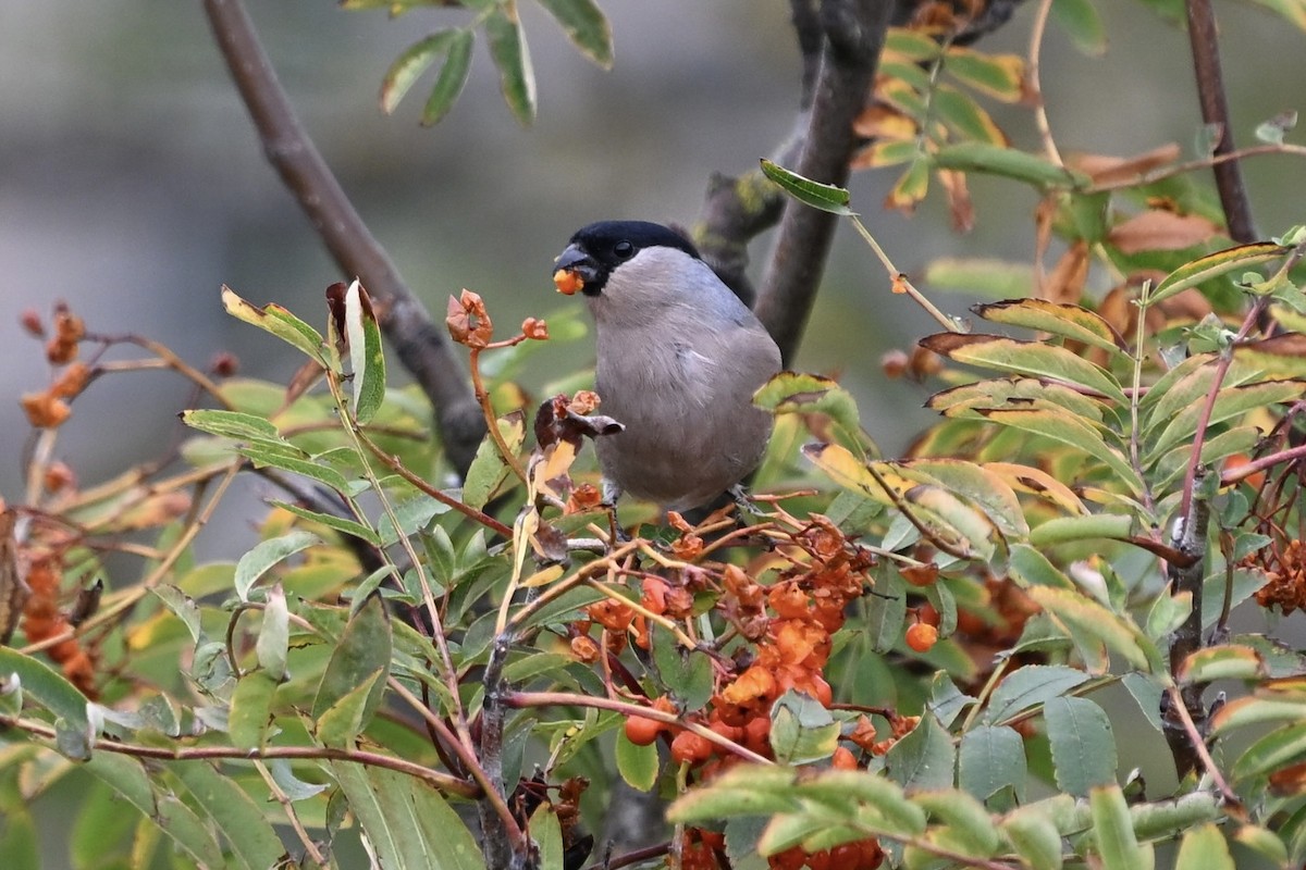 Eurasian Bullfinch - ML642055125