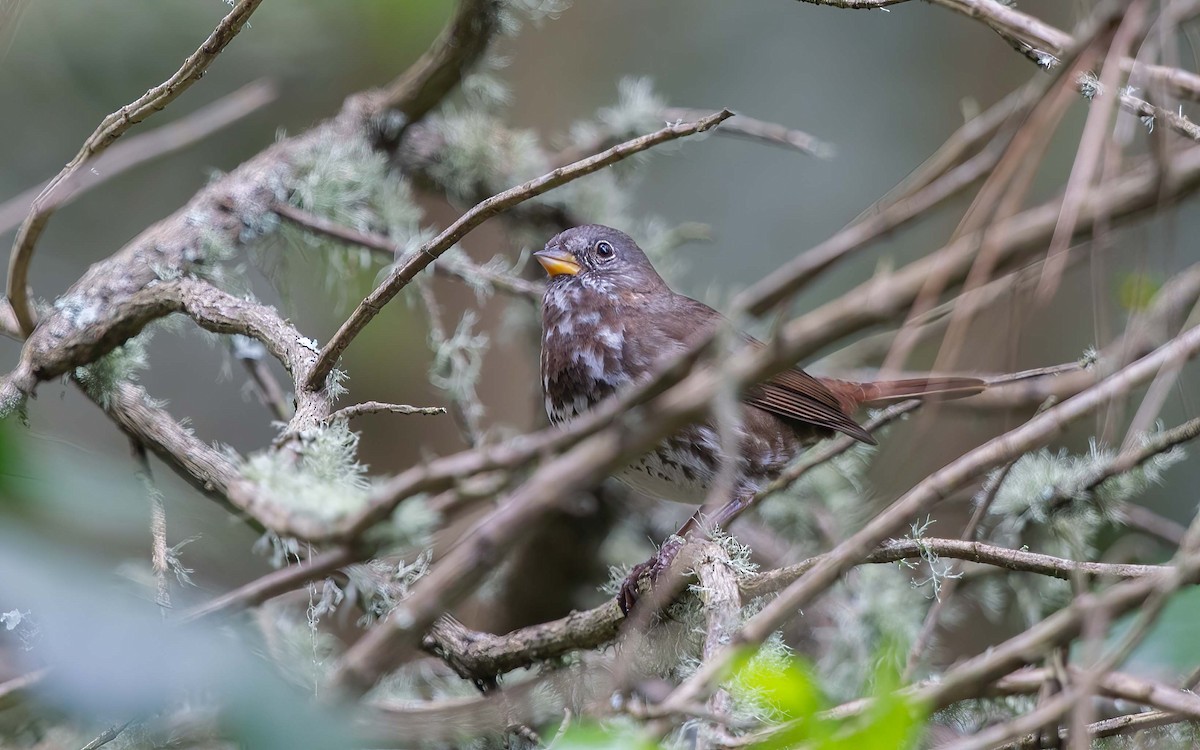 Fox Sparrow - ML642055126