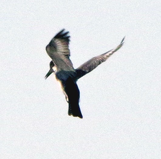 Belted Kingfisher - ML642055127