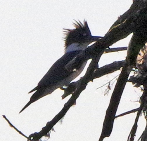 Belted Kingfisher - ML642055128