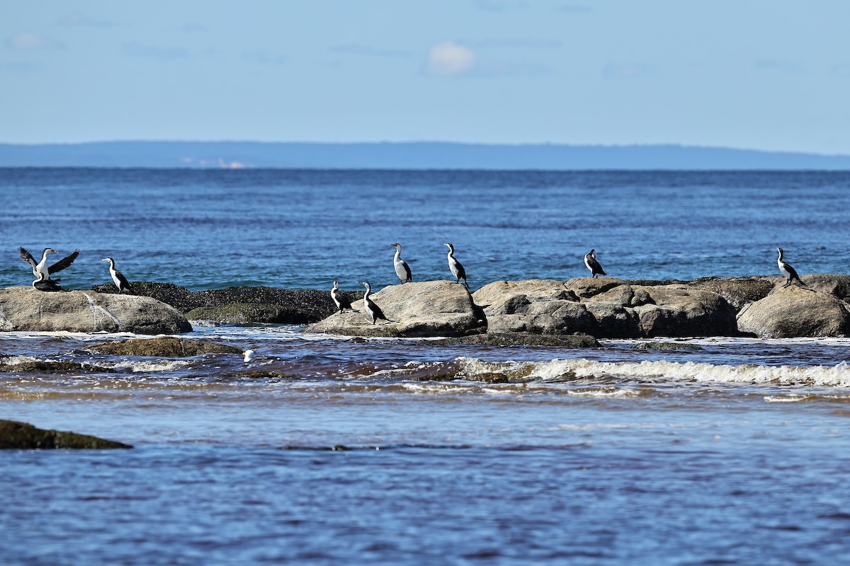 Pied Cormorant - ML642055131