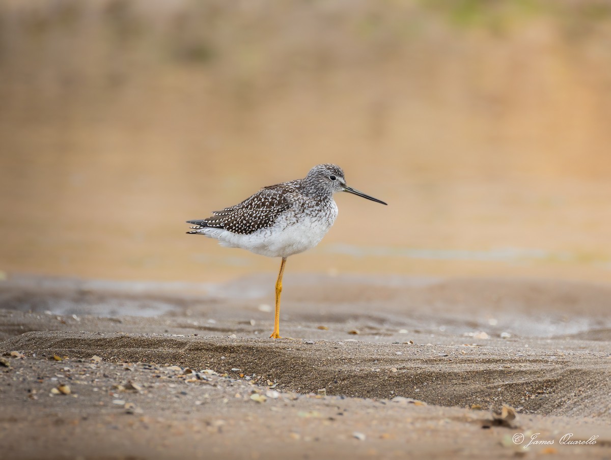 Greater Yellowlegs - ML642055132