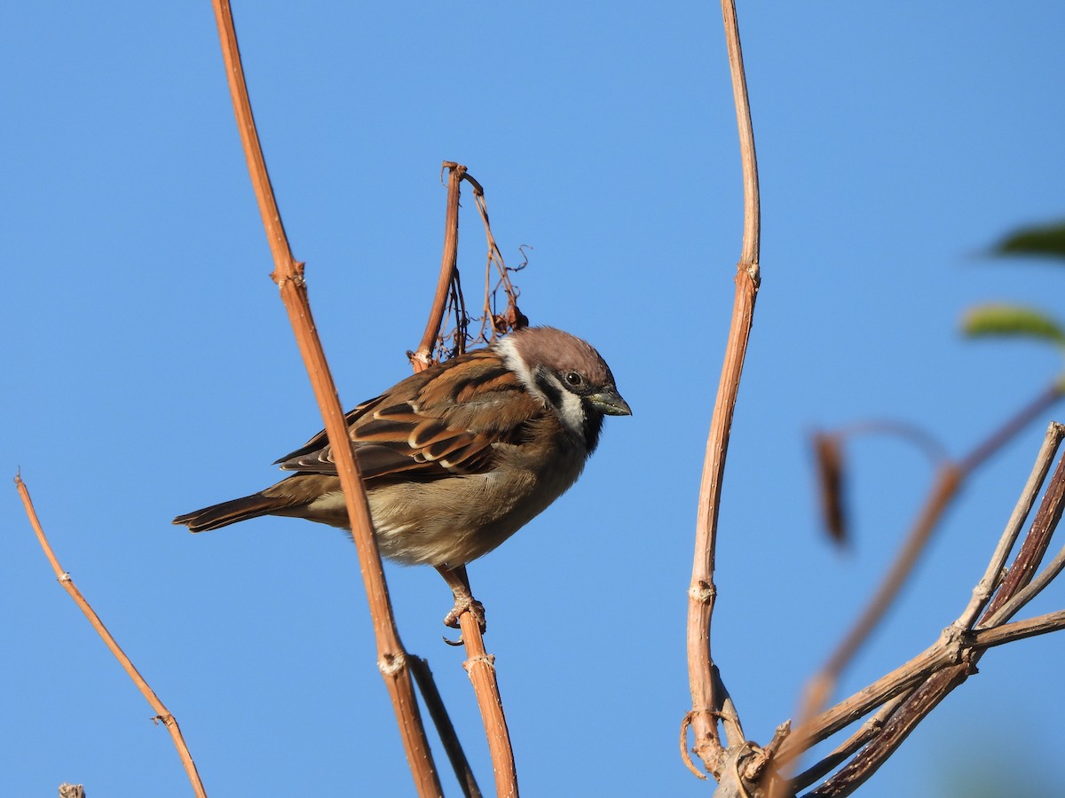 Eurasian Tree Sparrow - ML642055134