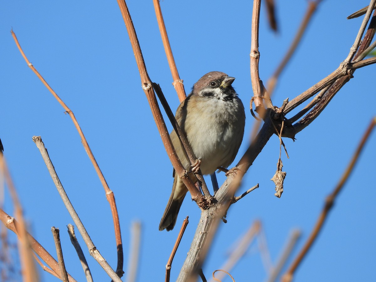 Eurasian Tree Sparrow - ML642055135