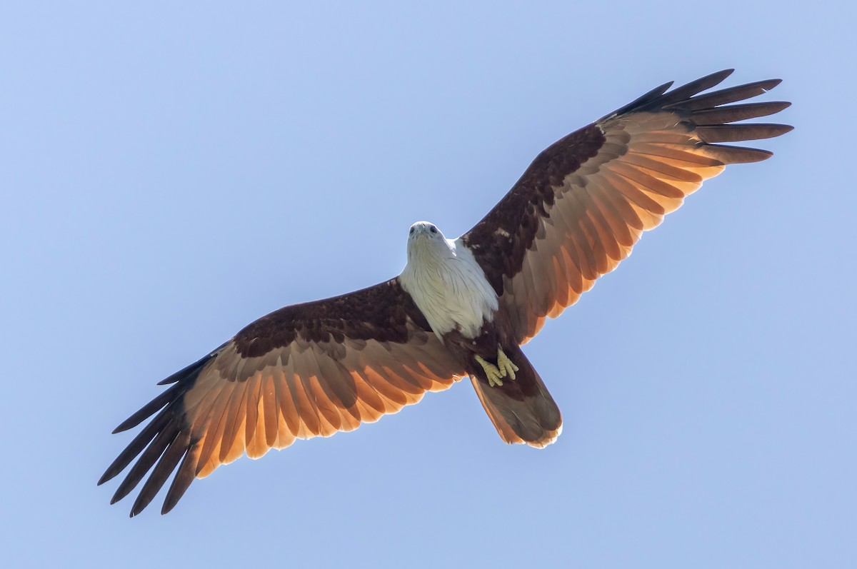 Brahminy Kite - ML642055136