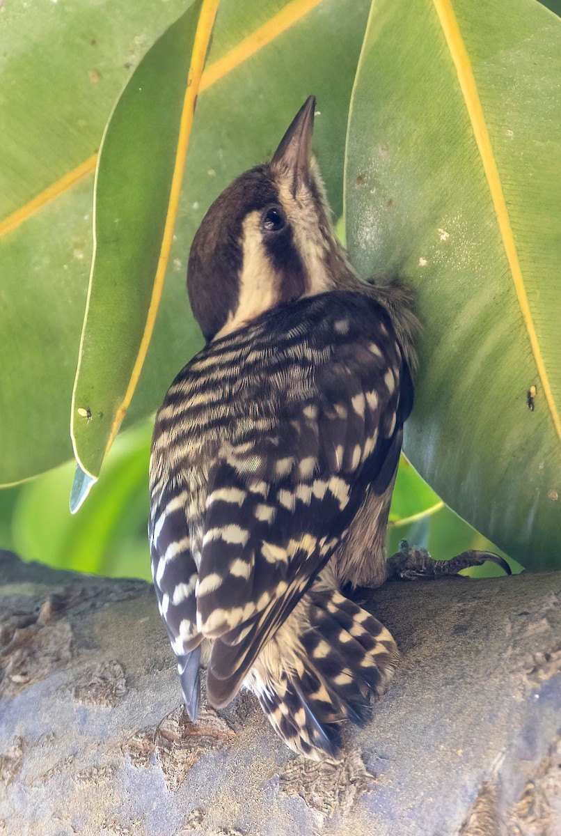 Sunda Pygmy Woodpecker - ML642055137