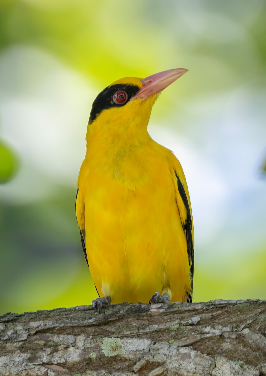 Black-naped Oriole - ML642055138
