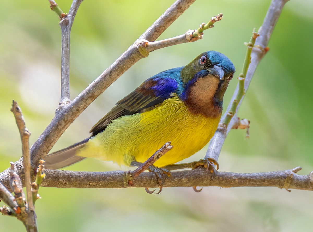 Brown-throated Sunbird - ML642055153