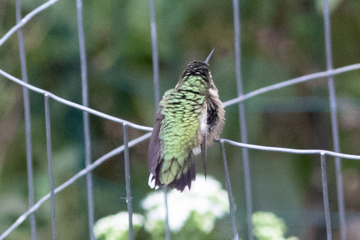 Ruby-throated Hummingbird - ML642055169