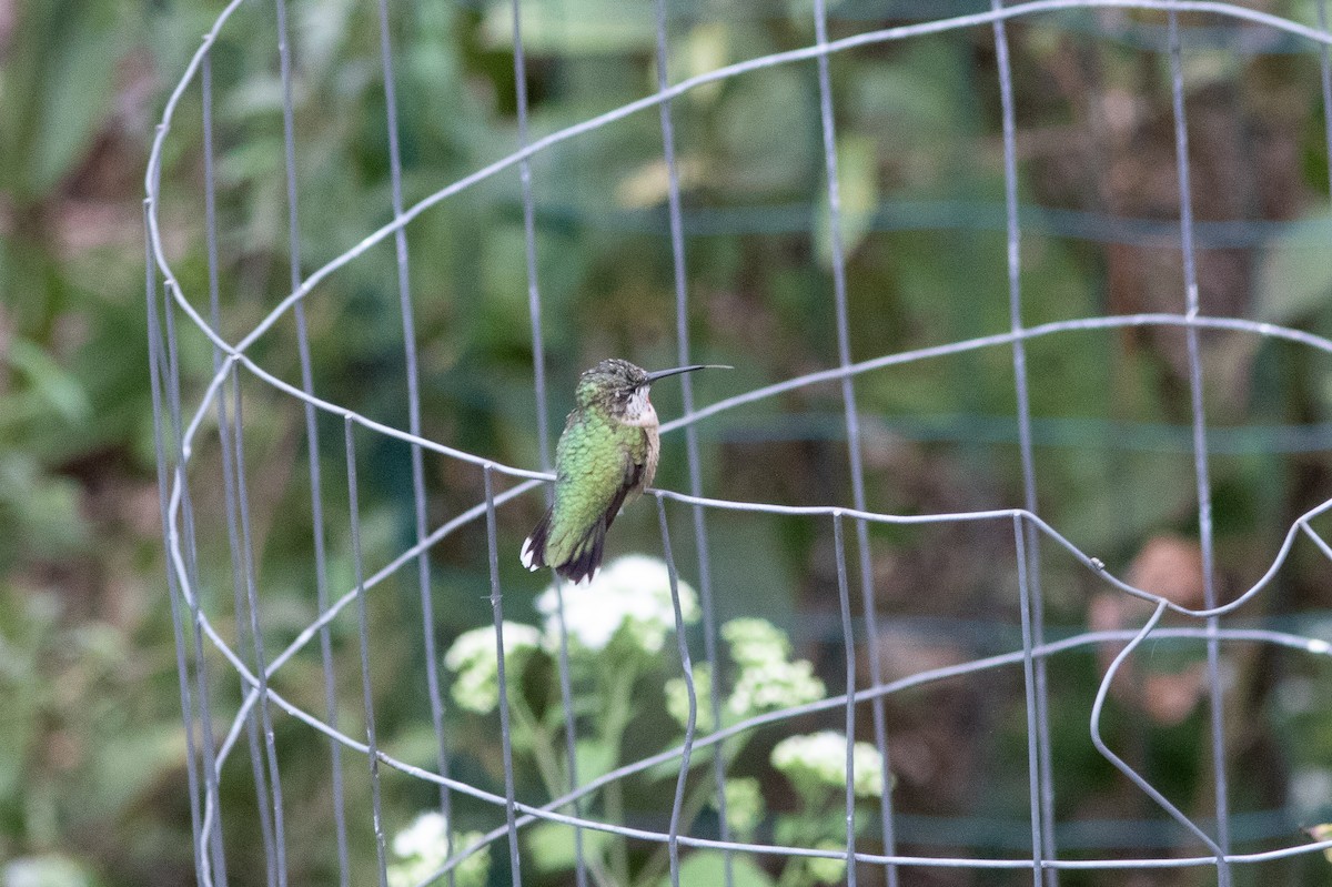 Ruby-throated Hummingbird - ML642055171