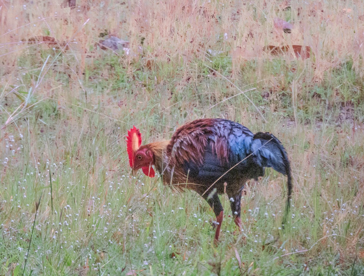 Sri Lanka Junglefowl - ML642055172