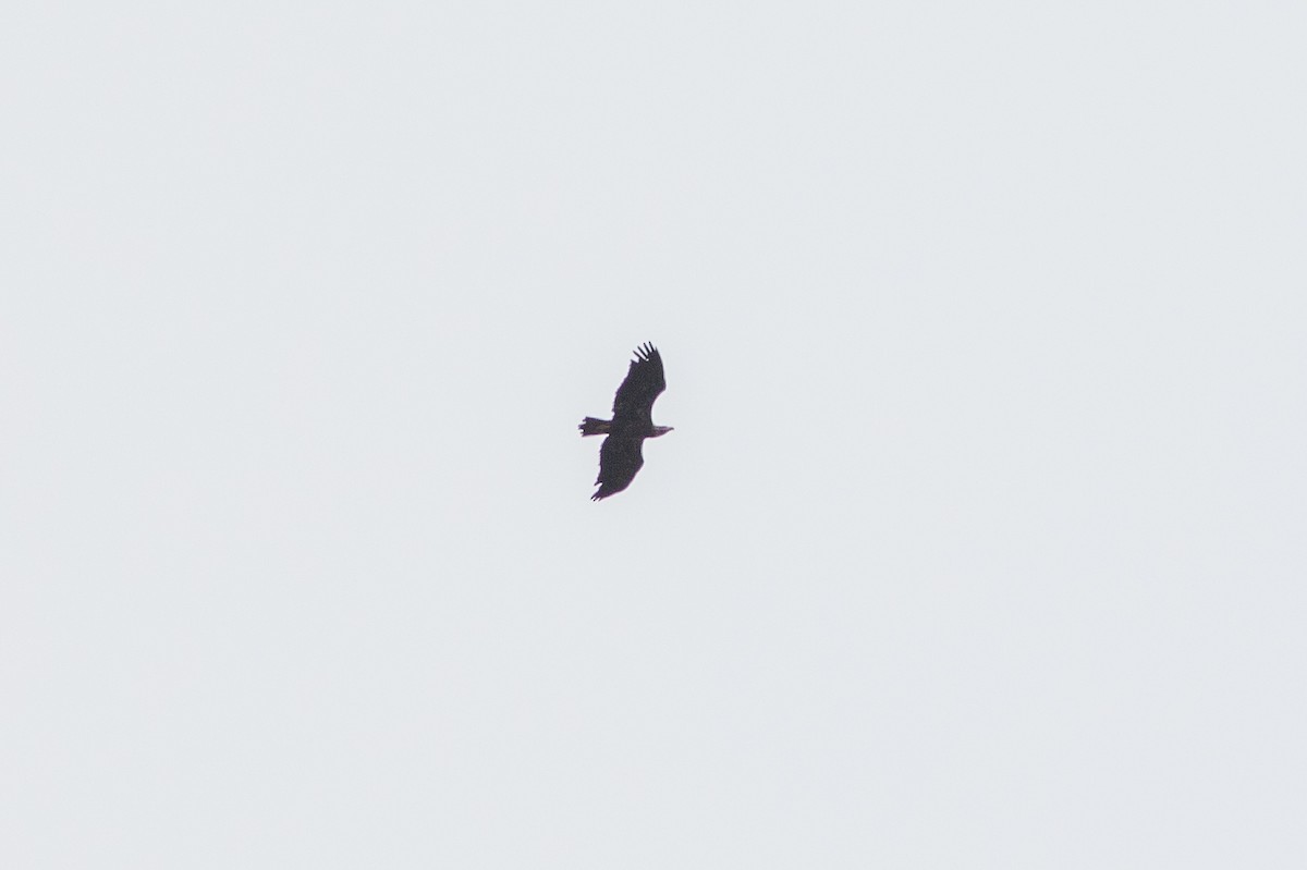 Bald Eagle - ML642055177