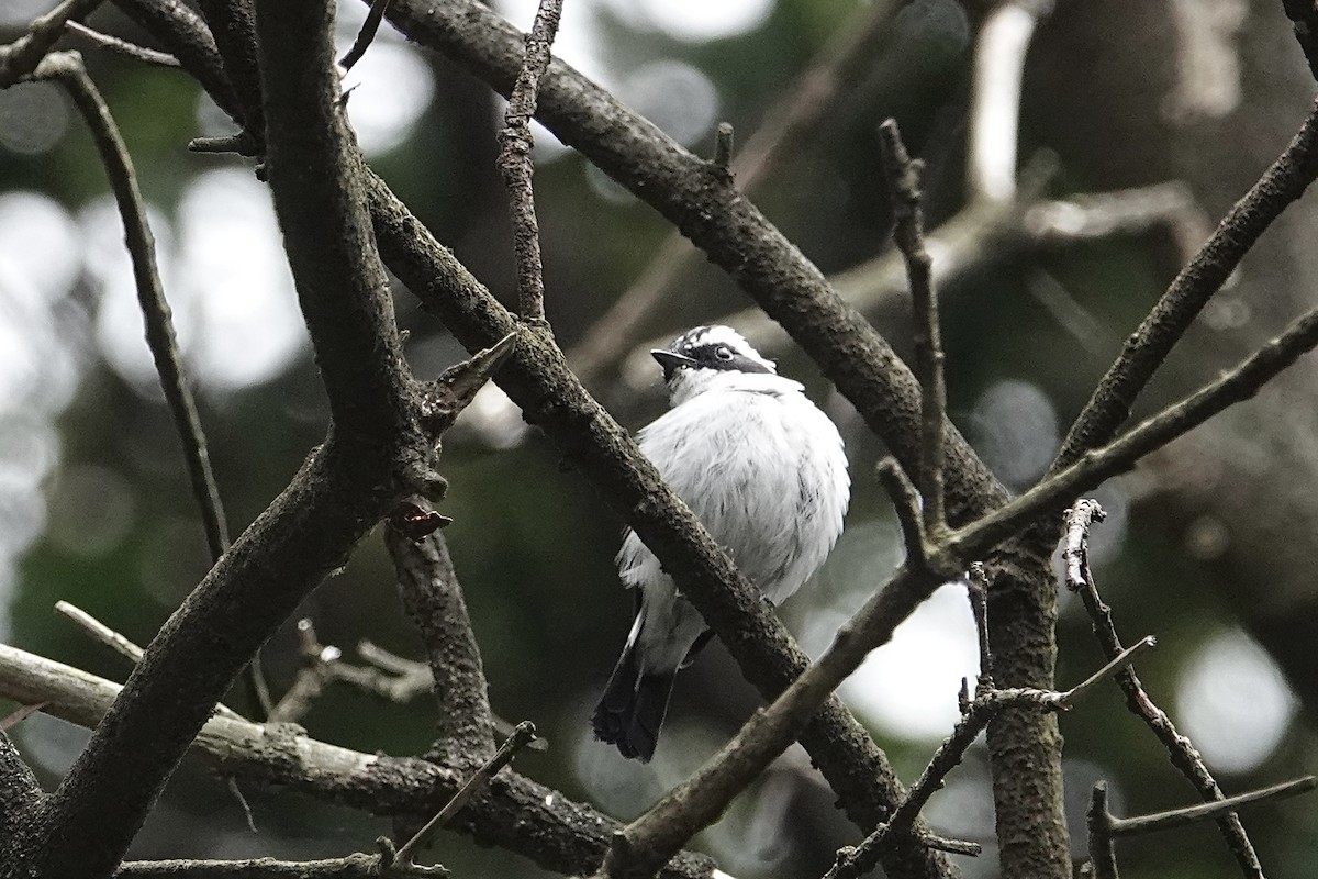 Little Pied Flycatcher - ML642055185