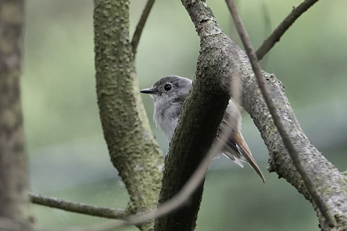 Little Pied Flycatcher - ML642055186