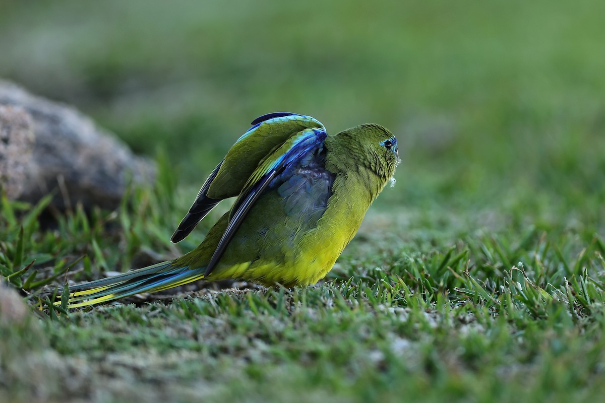 Rock Parrot - ML642055188