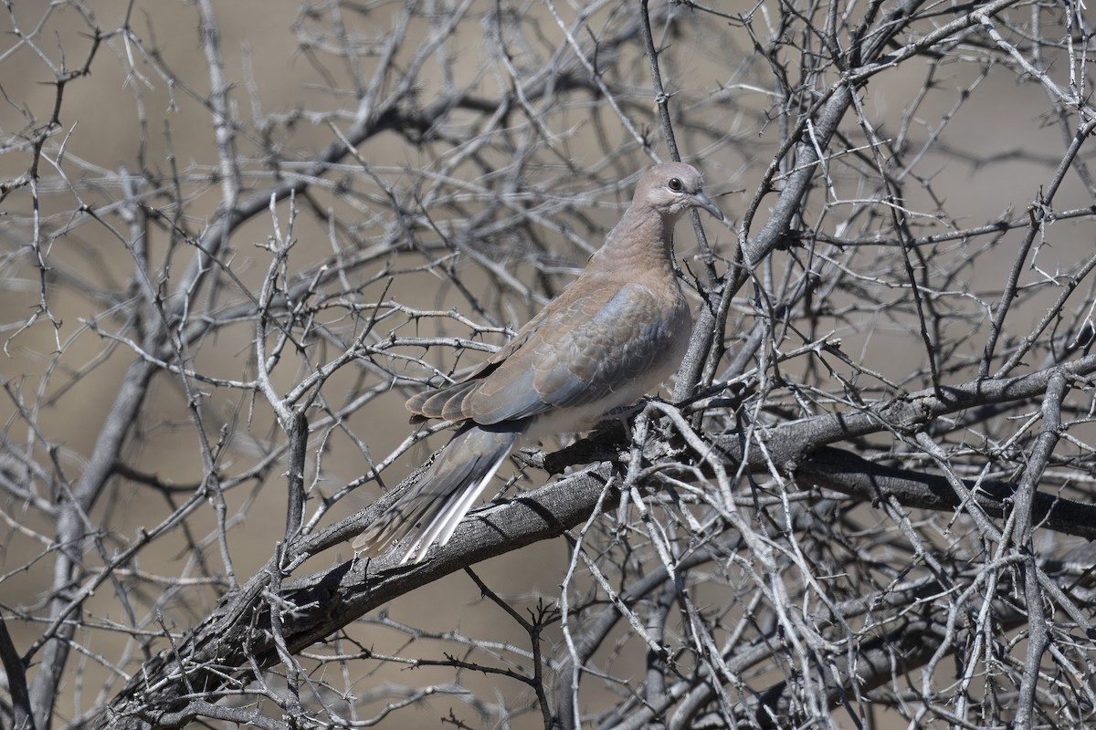 Laughing Dove - ML642055189