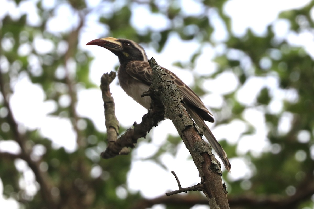 African Gray Hornbill - ML642055190