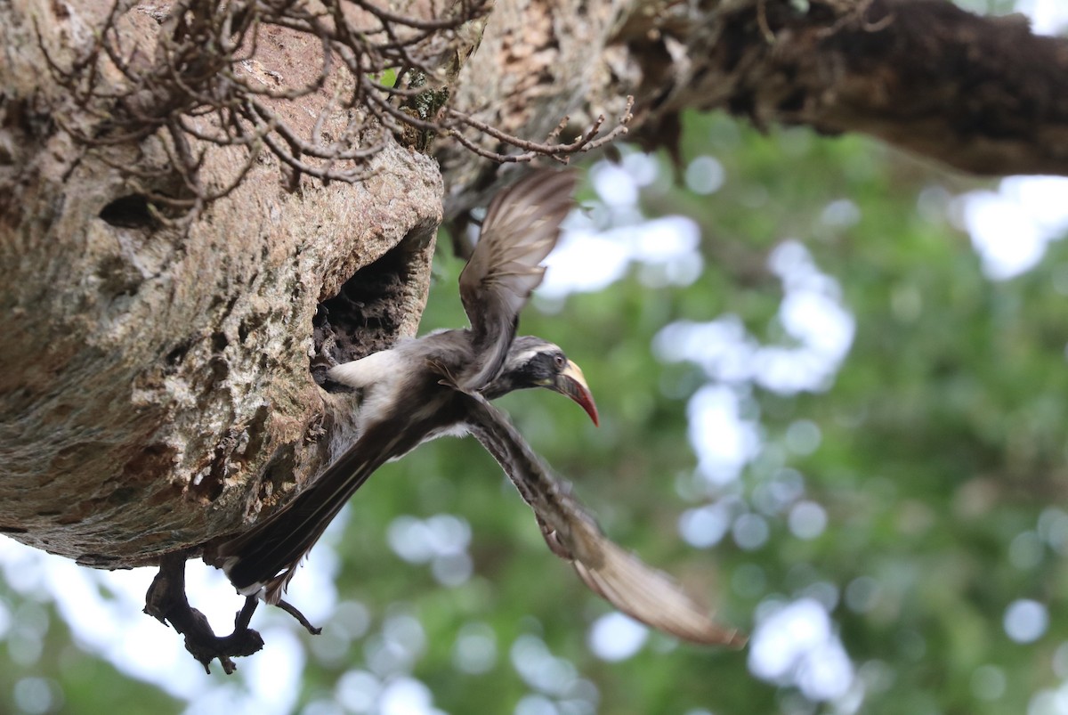 African Gray Hornbill - ML642055191