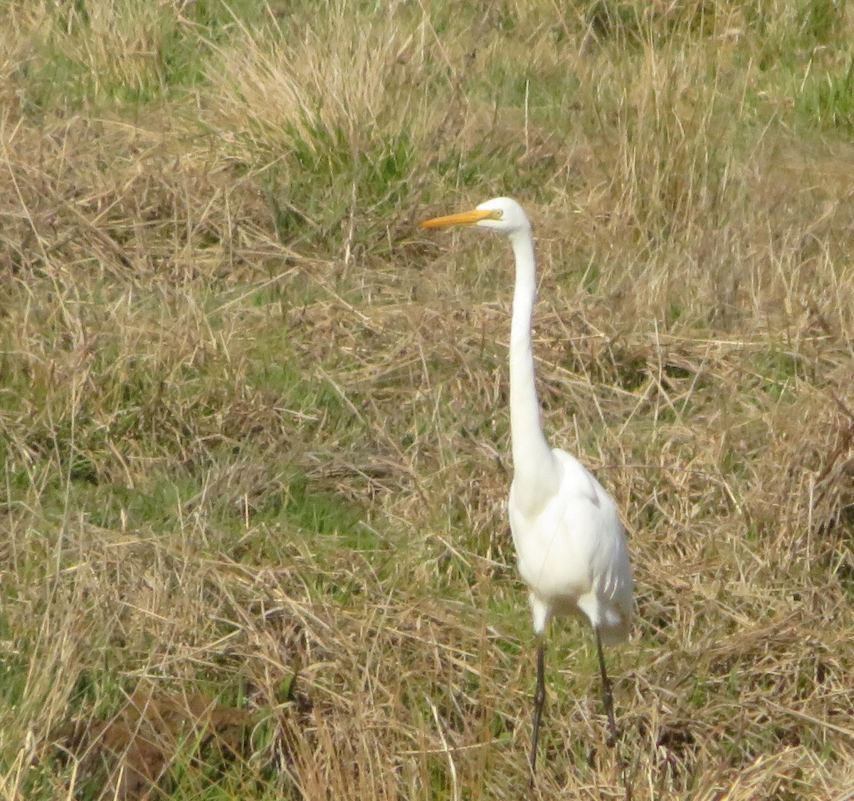 Great Egret - ML642055192