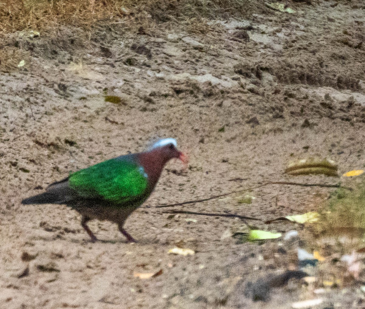 翠翼鳩 - ML642055194