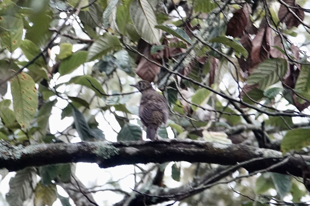 Scaly Thrush - ML642055202