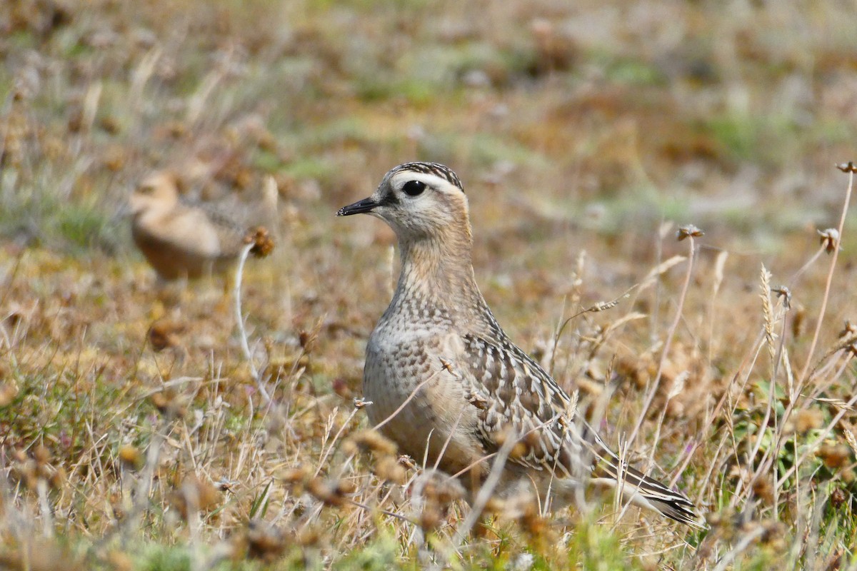 Mornellregenpfeifer - ML642055210