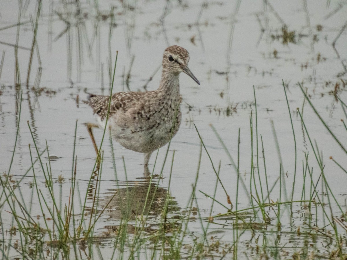 Wood Sandpiper - ML642055214