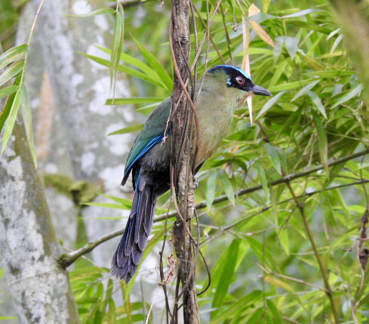 Andean Motmot - ML642055216