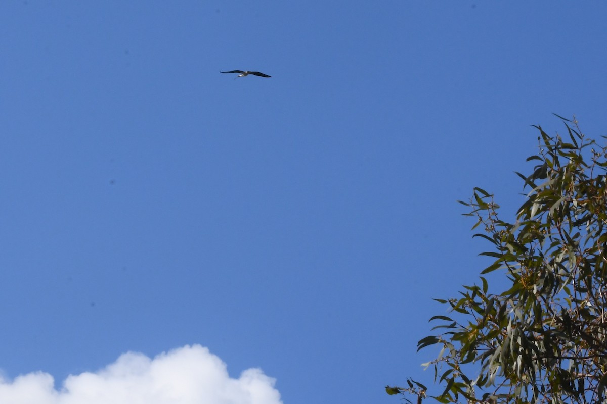 Straw-necked Ibis - ML642055232