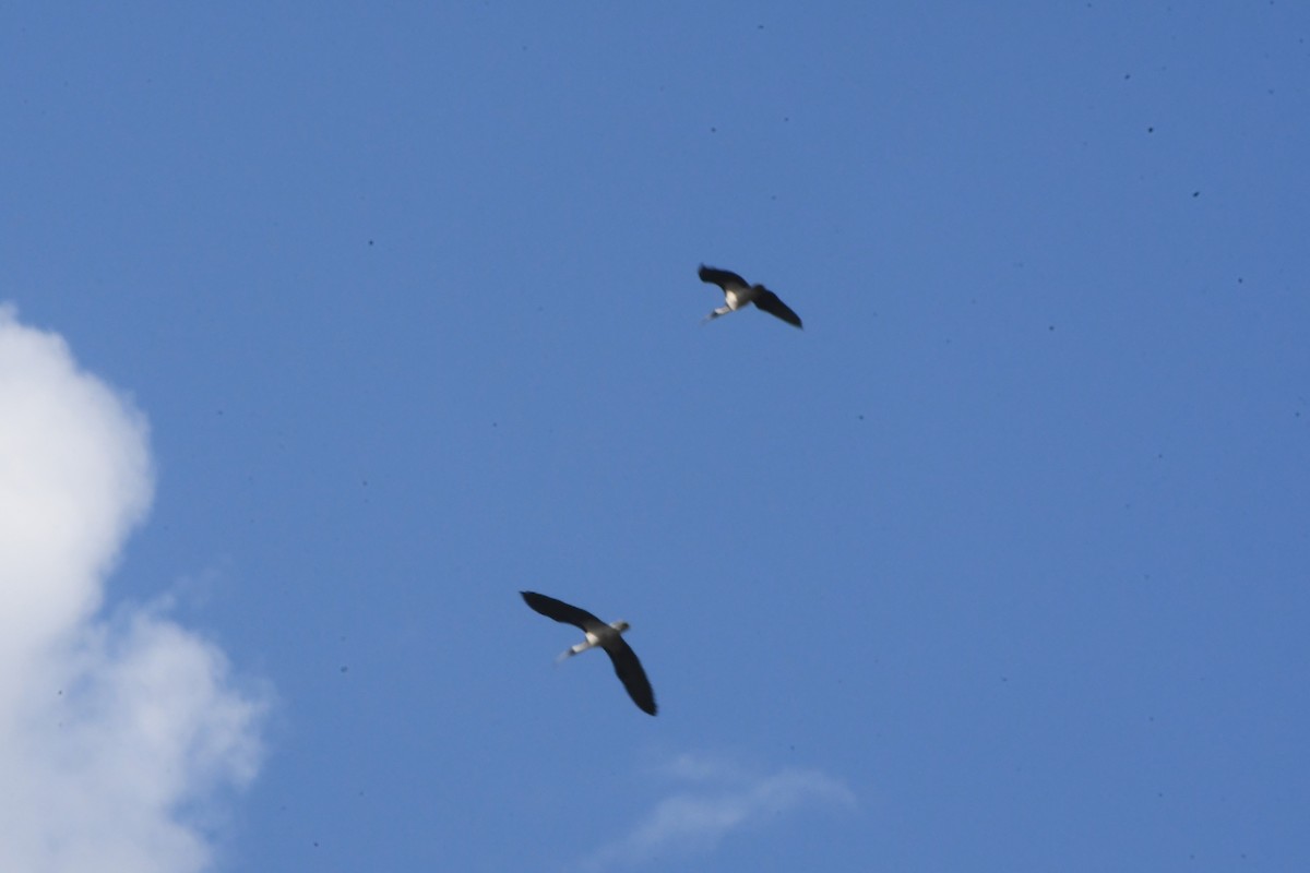 Straw-necked Ibis - ML642055234