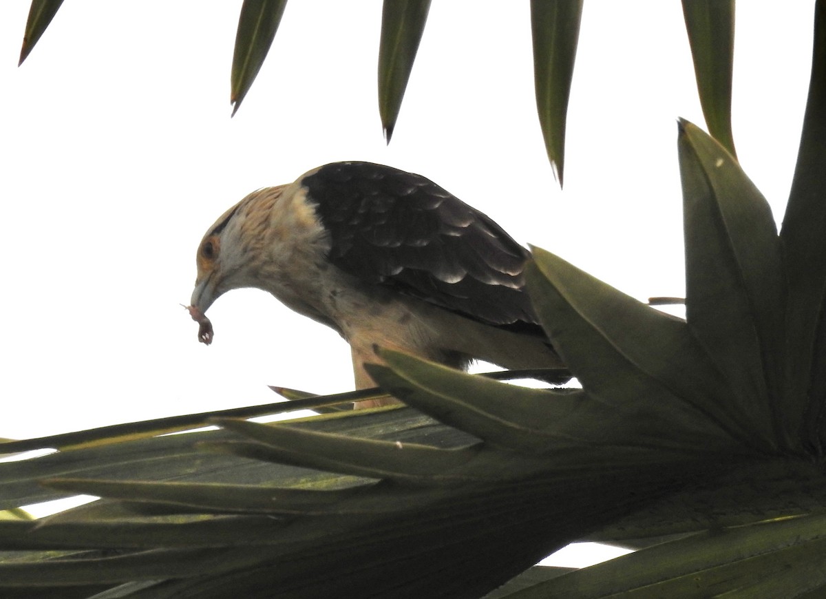 Yellow-headed Caracara - ML642055235