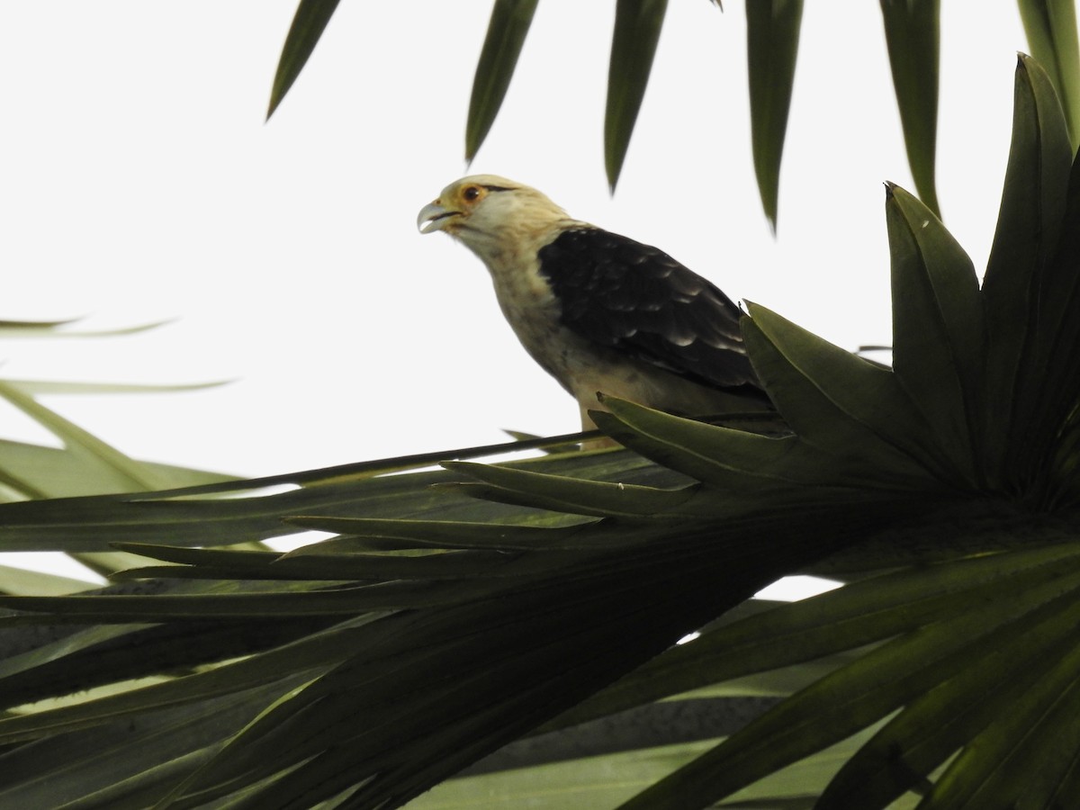 Yellow-headed Caracara - ML642055236