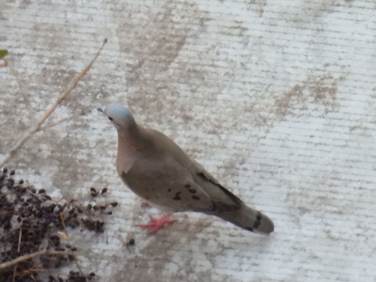 Eared Dove - ML642055255