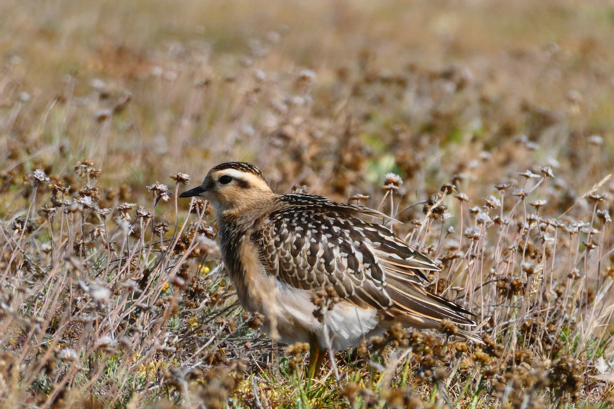 Mornellregenpfeifer - ML642055259