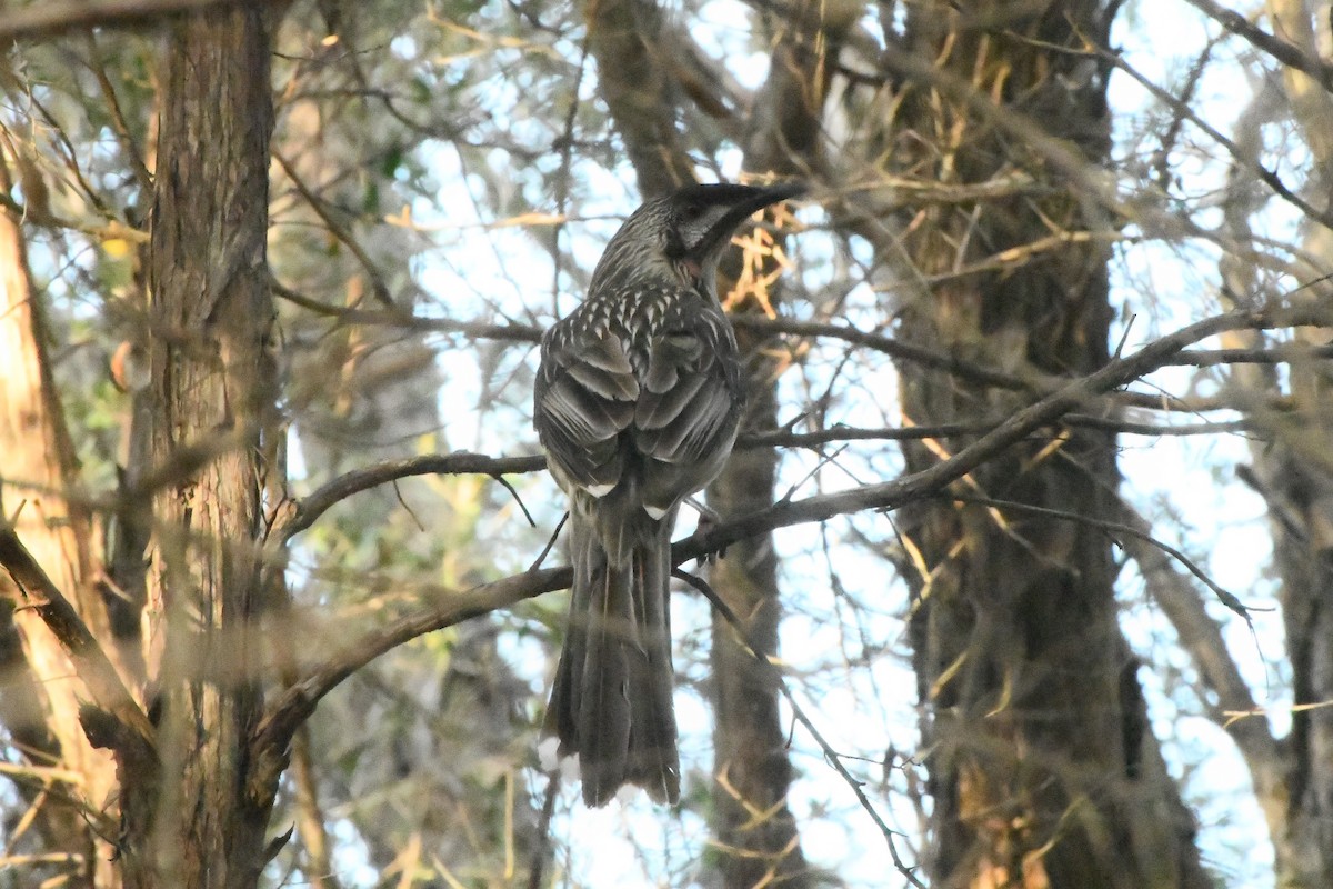 Red Wattlebird - ML642055262