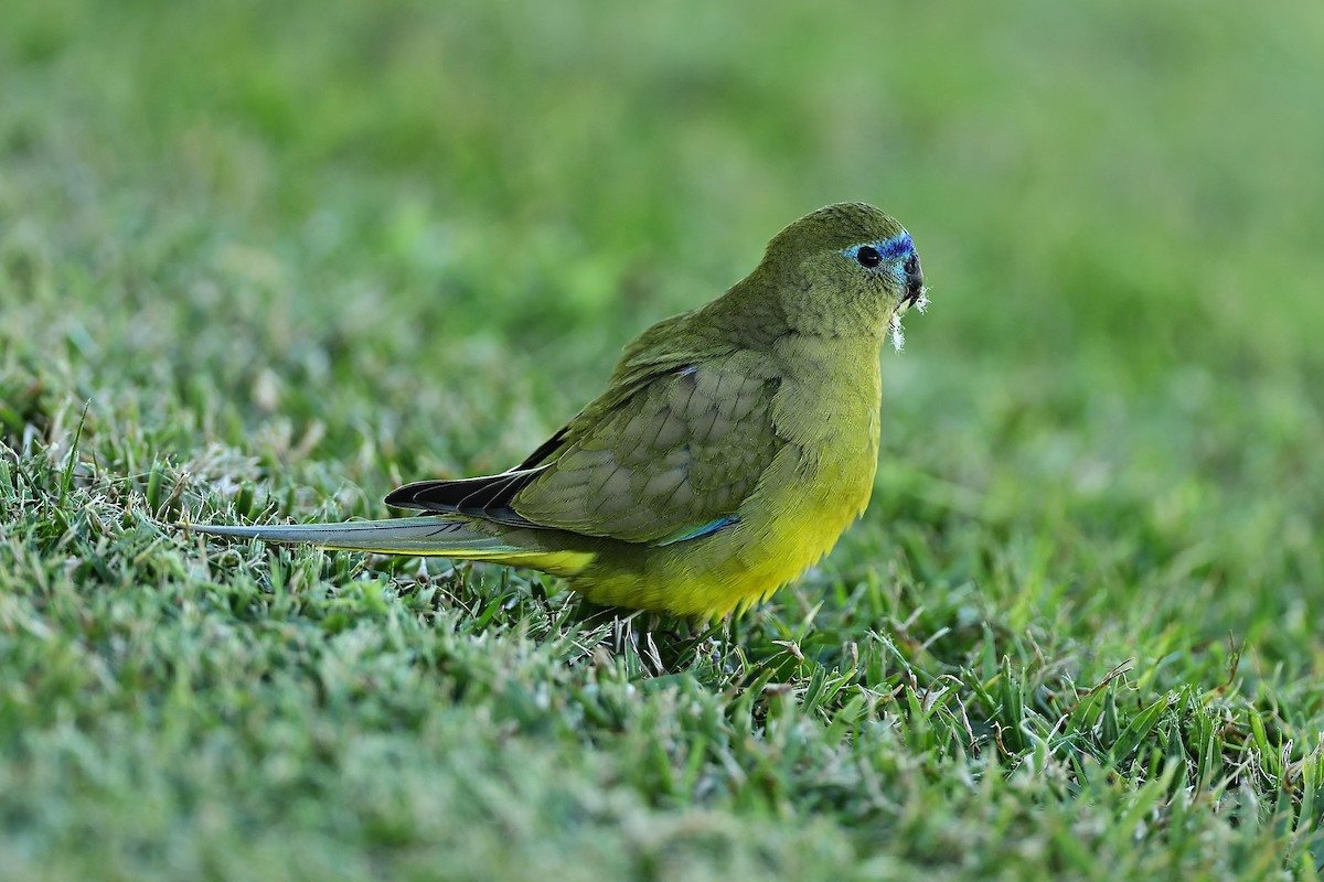 Rock Parrot - ML642055265