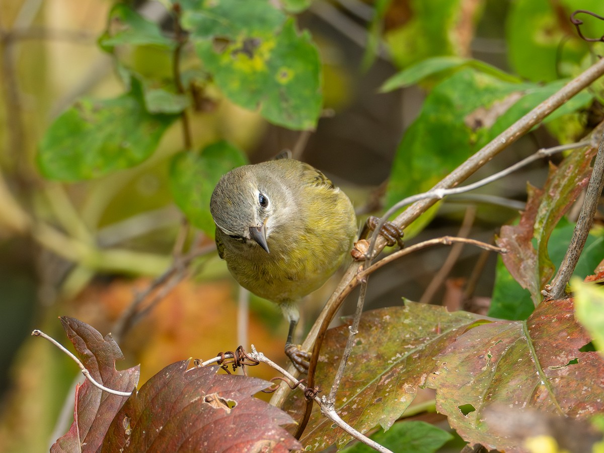 Orange-crowned Warbler - ML642055269