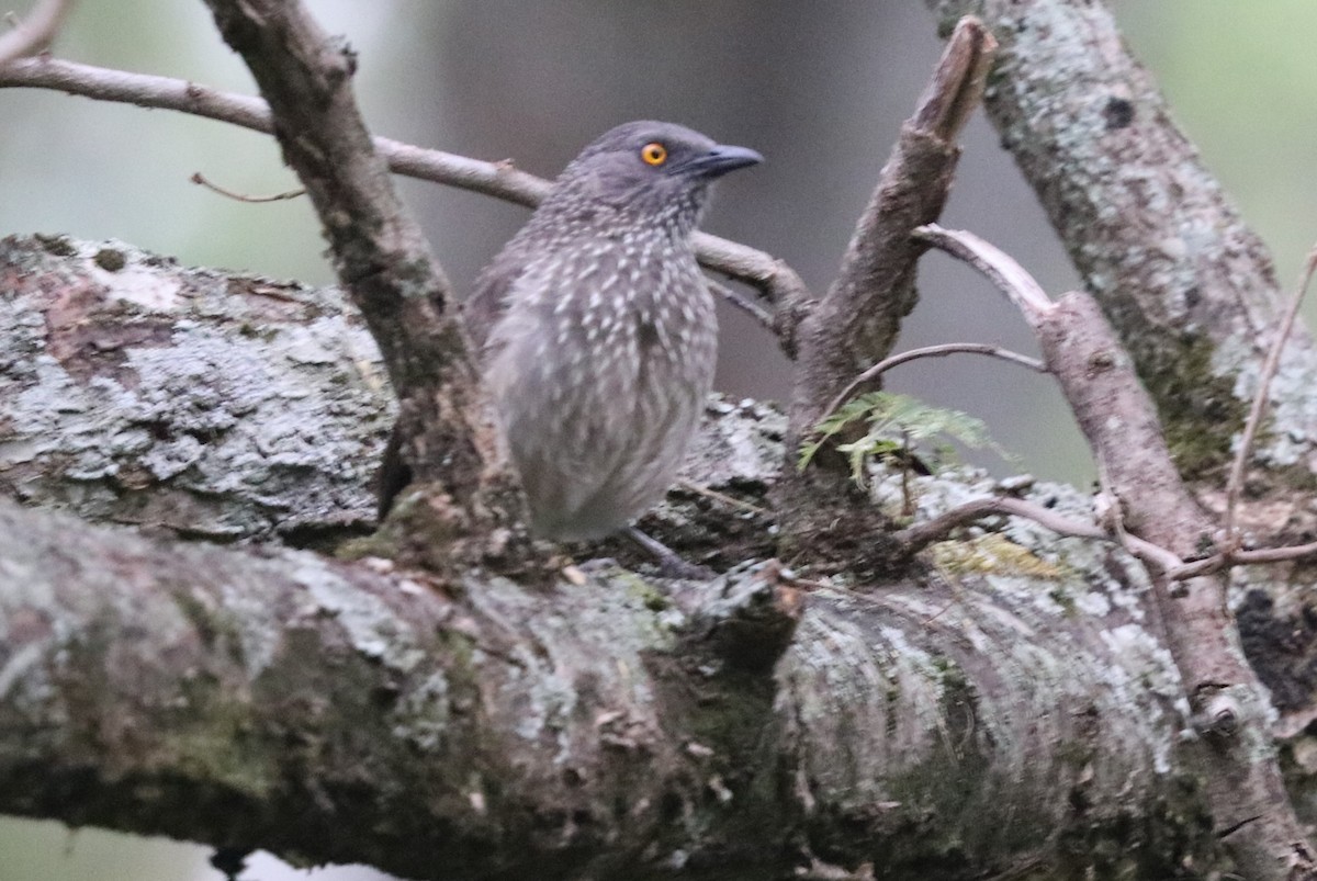 Arrow-marked Babbler - ML642055272